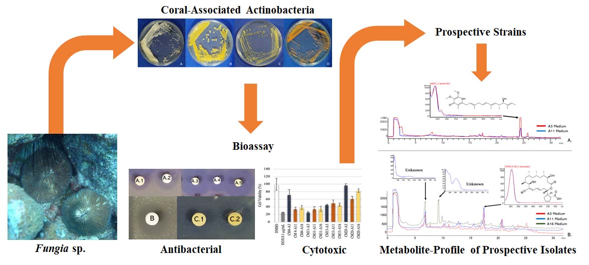 Graphical Abstract